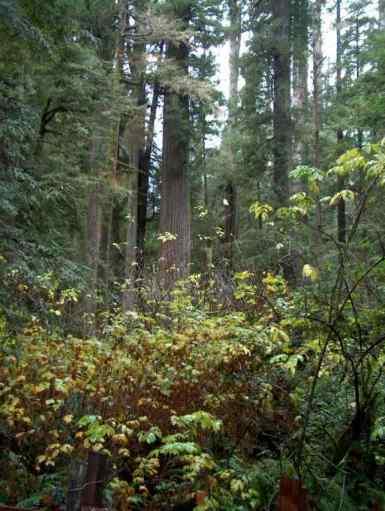 A redwood rainforest is rather wet.