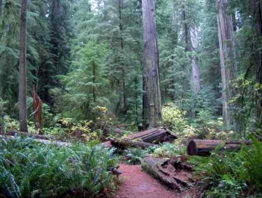 th red-breasted nuthatch can be found in the coastal redwood forest