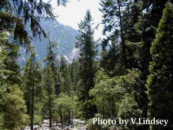 coniferous forest