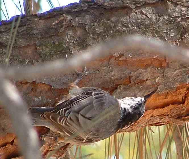 A white brested nuthatch scrurrying upside down.