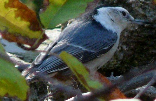A white brested nuthatch trying to figure out the birdbath