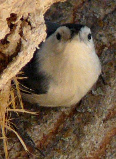 A white brested nuthatch watching me