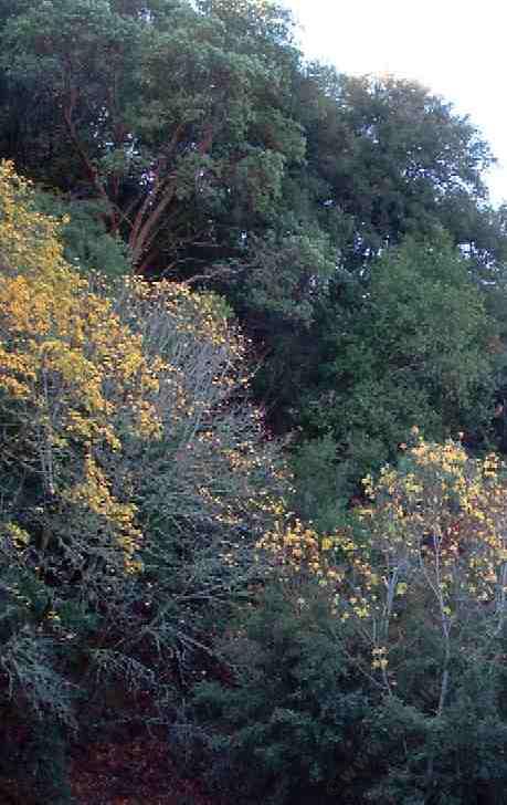 Picture of Mixed evergreen forest, a plant community where the band-tailed pigeon can be found.