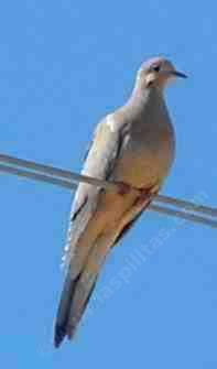 Picture of a Mourning dove.