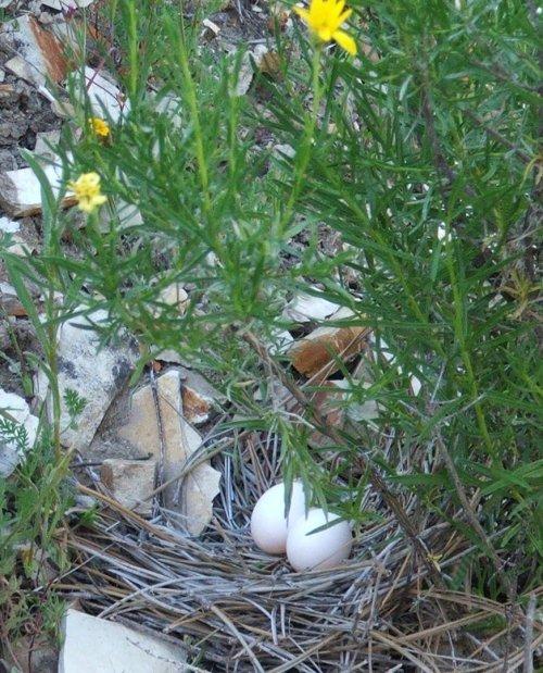mourning dove nest with eggs next to Happloppapus linearus