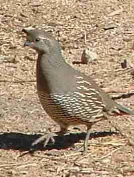 A female California Quail stepping out