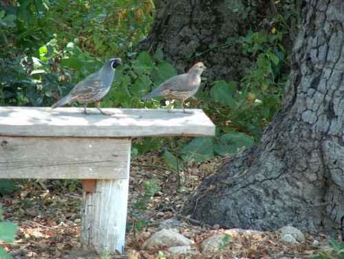 A male and female California Quail on a garden bench