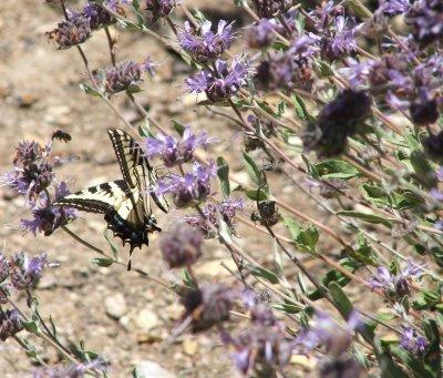 California quail eat lots of Salvia' Pozo Blue' seeds