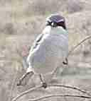 The Loggerhead shrike's gray color blends int the shad scale scrub..