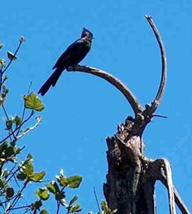 picture of a male phainopepla on a perch