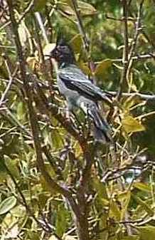 the female phainopepla is gray