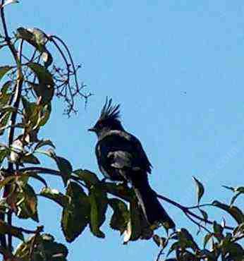 picture of a male phainopepla in an elderberry