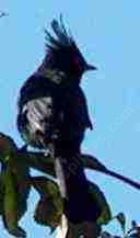 Phainopela is really a cool bird.