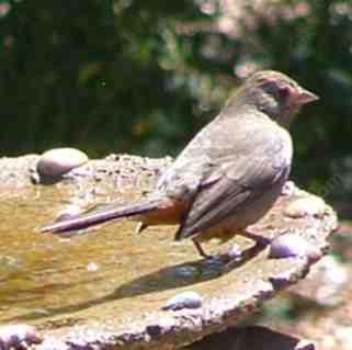 The California Towhee likes to use the bird bath