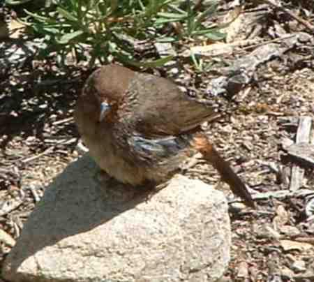 The California Towhee is quite happy on the ground.