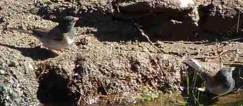 Picture of Dark-eyed Junco