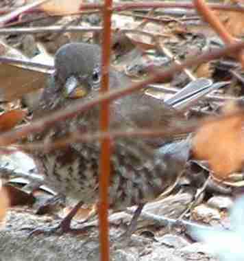 Sorry, this sparrow seems to be foxy.