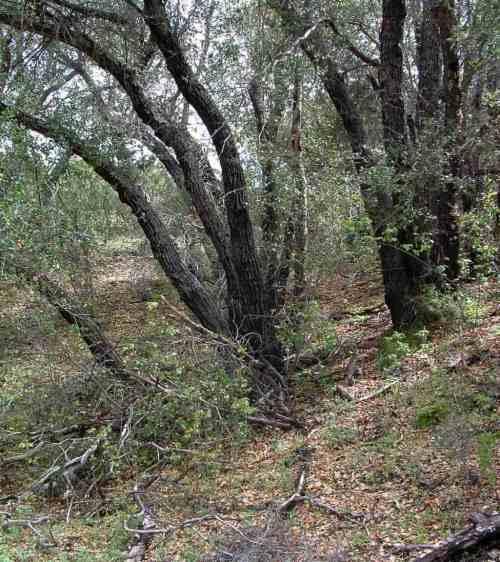 The Lark sparrow likes oak woodland