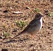 Lark sparrow's spend a lot of time on the ground