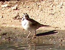 The Lark sparrow has lots ofstriping on it's head