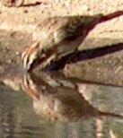 The Larck Sparrow likes to drink water from the ground