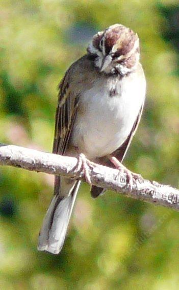 The top of Lark Sparrow, Chondestes grammacus. The top of Lark Sparrow, Chondestes grammacus.