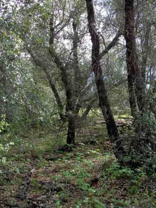 Woodland Habitat