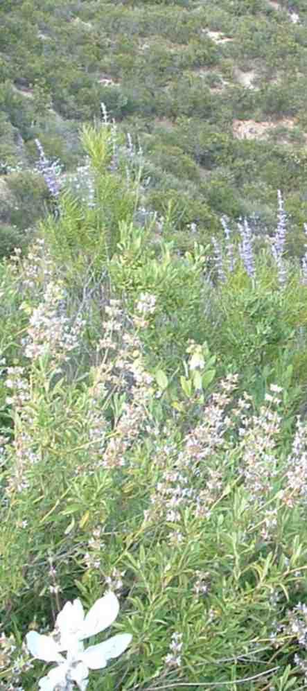The Sage Sparrow likes the chaparral plant community