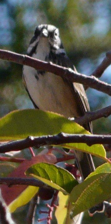 The coastal  Amphispiza belli belli behaves more like a wrentit