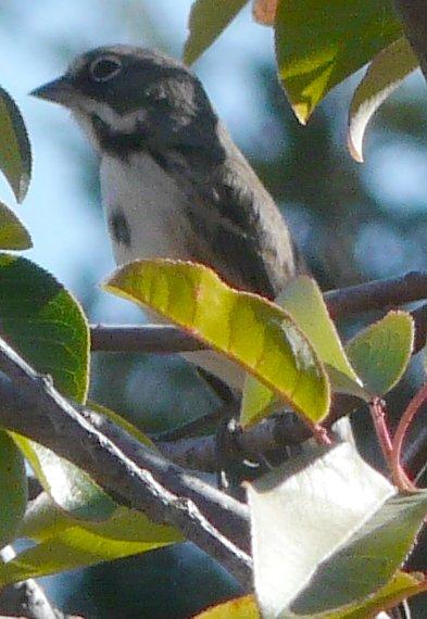Amphispiza belli belli, the coastal form of Sage Sparrow