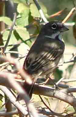 Picture of an interior Sage sparrow