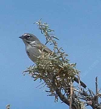The nevadensis form of Sage Sparrow lives along the desert edges.