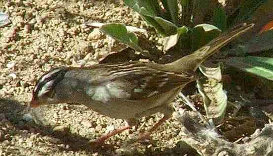 another side view of white crowned sparrow
