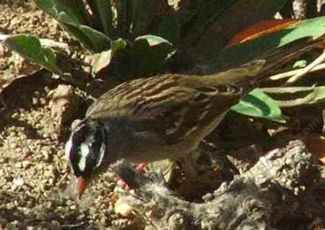 White crown sparrow, up close and personal.