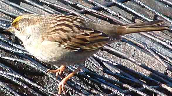 Golden Sparrow