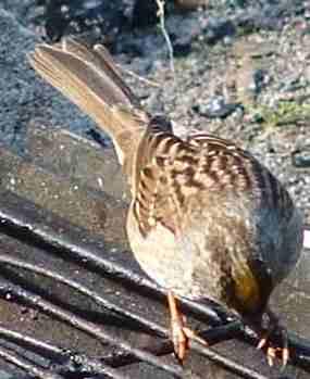Golden Crowned Sparrow is pecking around