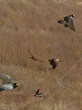 cliff swallows flycatching