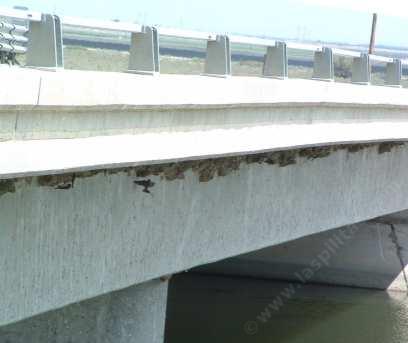 picture of a colony of nesting  cliff swallows 