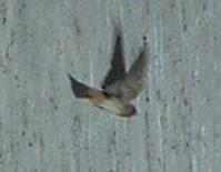 a cliff swallow leaving its nest