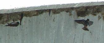 picture of a colony of nesting  cliff swallows 