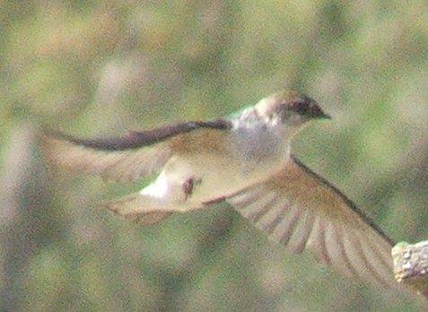 I wish I could fly like a swallow, but I'd need b52 wings.