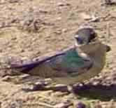picture of a violet-green swallow picking up sticks for it's nest