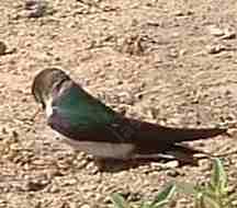 picture of a violet-green swallow collecting sticks for it's nest