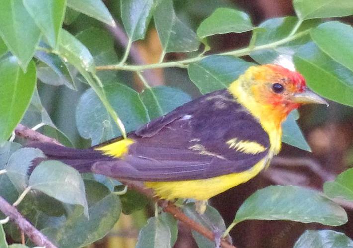 Western Tanager -  Piranga ludoviciana right after he had a nice bath in the birdbath - grid24_24