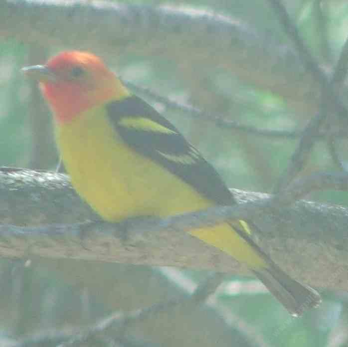 A male western tanager through a dirty car window