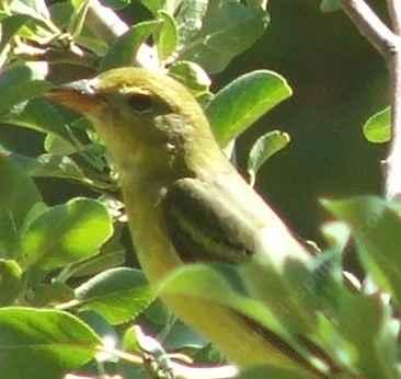A female western tanager