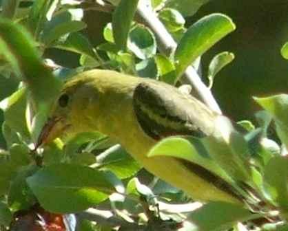 The female was checking out a small plum tree and I was on a tractor.