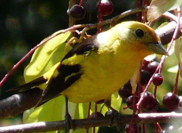 The Western Tanager really liked the Prunus virginiana  melanocarpa  Black Chokecherry..