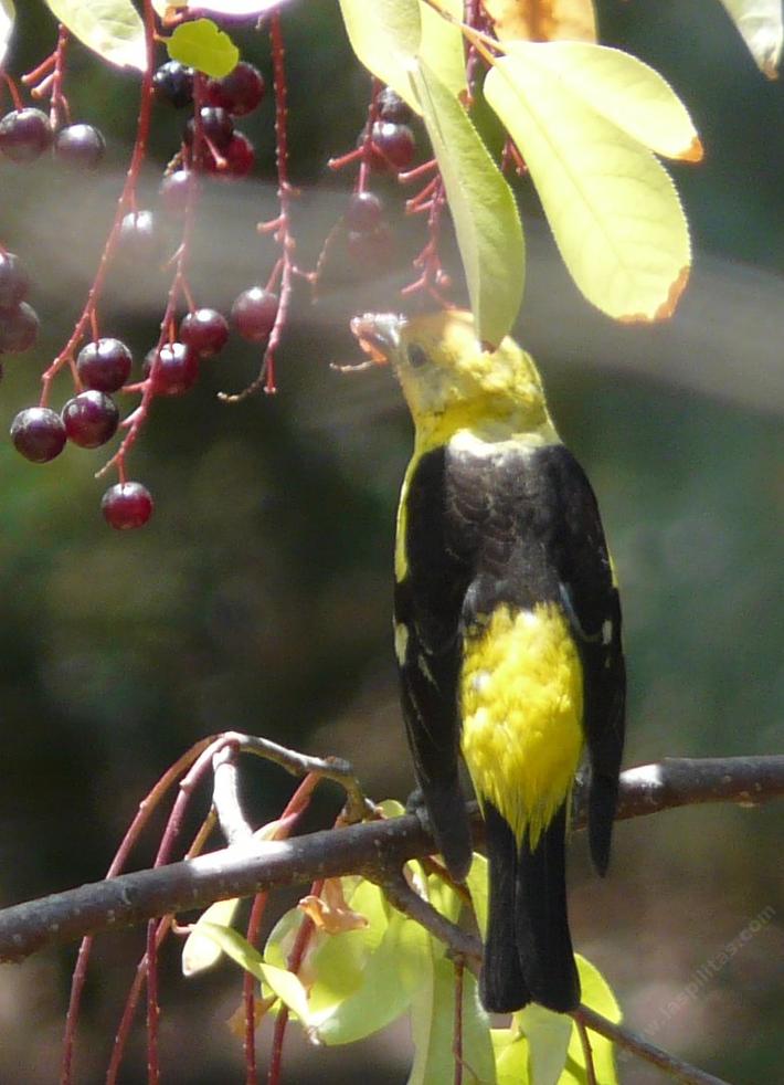 The western tanager eating berries.