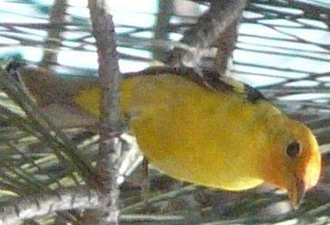 A tanager watching birders from a tree